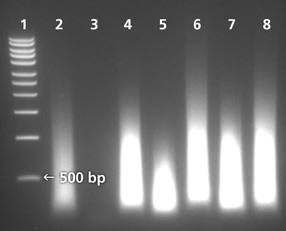 WGA plant tissue GenomePlex® Whole Genome Amplification Performed on Plant Samples