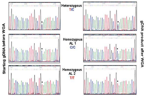 Performance of DNA Amplified with GenomePlex® WGA Identical to Non-Amplified DNA Performance of DNA Amplified with GenomePlex® WGA Identical to Non-Amplified DNA