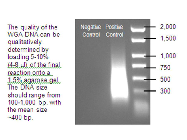 DNA-image-for-WGA4 WGA4