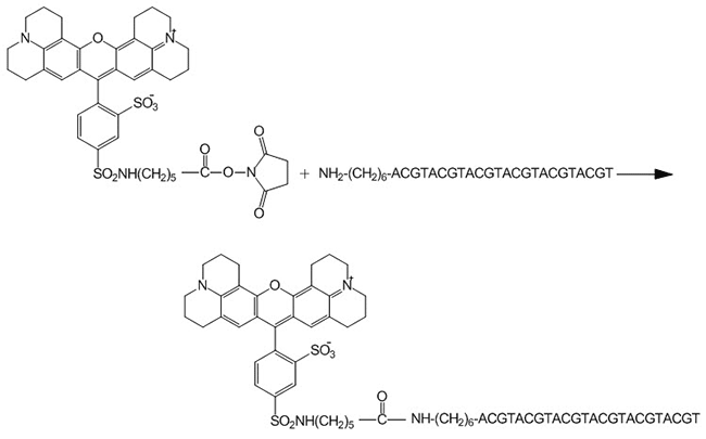 合成后NHS-酯修饰反应 合成后NHS-酯修饰反应