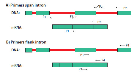 Illustration of (A) intron-spanning and (B) intron-flanking primers for RT-PCR Illustration of (A) intron-spanning and (B) intron-flanking primers for RT-PCR