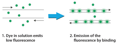 技术概述:SYBR Green qPCR 技术概述:SYBR Green qPCR