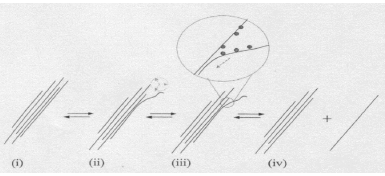 The proposed mechanism for isolating nanotubes from bundles, featuring four steps labeled (i) to (iv). Step (i) shows bundled nanotubes, step (ii) indicates initial separation, step (iii) highlights interaction with a separating agent, and step (iv) depicts the final isolated nanotubes. The proposed mechanism for isolating nanotubes from bundles, featuring four steps labeled (i) to (iv). Step (i) shows bundled nanotubes, step (ii) indicates initial separation, step (iii) highlights interaction with a separating agent, and step (iv) depicts the final isolated nanotubes.