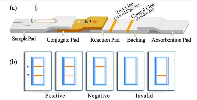 Diagram and components of the SARS-CoV-2 antibody immunoassay test strip Diagram and components of the SARS-CoV-2 antibody immunoassay test strip
