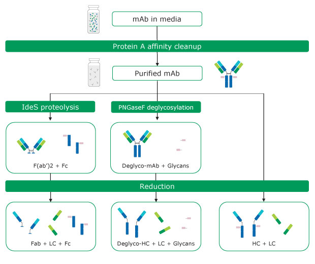 Antibody sample preparation by protein A affinity clean-up and chemical and proteolytic digestion Antibody sample preparation by protein A affinity clean-up and chemical and proteolytic digestion
