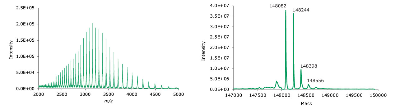 MS data for non-reduced adalimumab. Left: summed spectrum; right: deconvoluted spectrum. MS data for non-reduced adalimumab. Left: summed spectrum; right: deconvoluted spectrum.