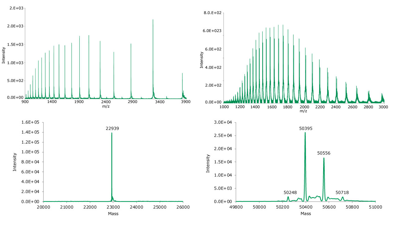 Summed (top) and deconvoluted (bottom) mass spectra of the light and heavy chains (left and right, respectively) of reduced SigmaMAb reference. Summed (top) and deconvoluted (bottom) mass spectra of the light and heavy chains (left and right, respectively) of reduced SigmaMAb reference.
