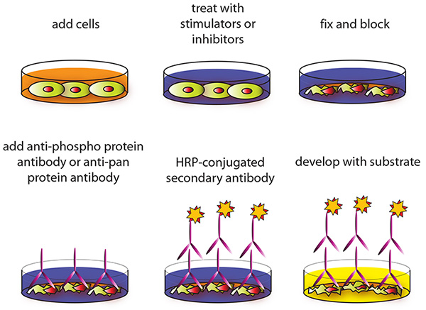 New Presentation Background 3 Cell-based Assay Procedure