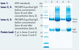 SD-PAGE gel of purified rabbit IgG before and after concentration with Amicon Ultra-15 devices 使用 Amicon Ultra-15 装置浓缩前后的纯化兔 IgG 的 SD-PAGE 凝胶结果。