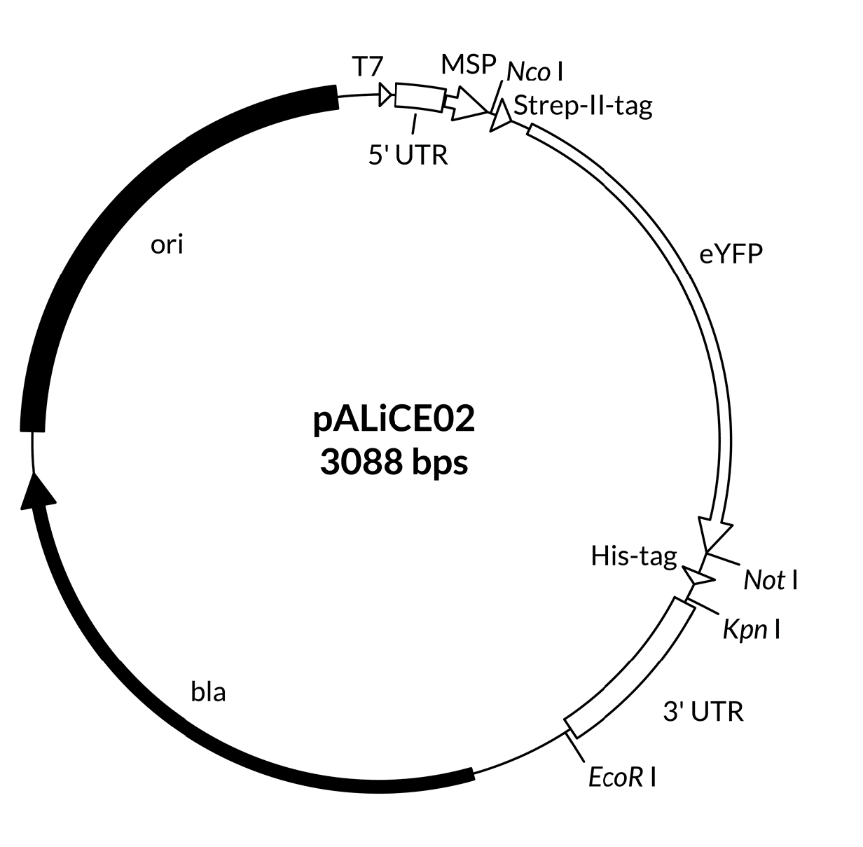 pALiCE02-Sequence pALiCE02-序列