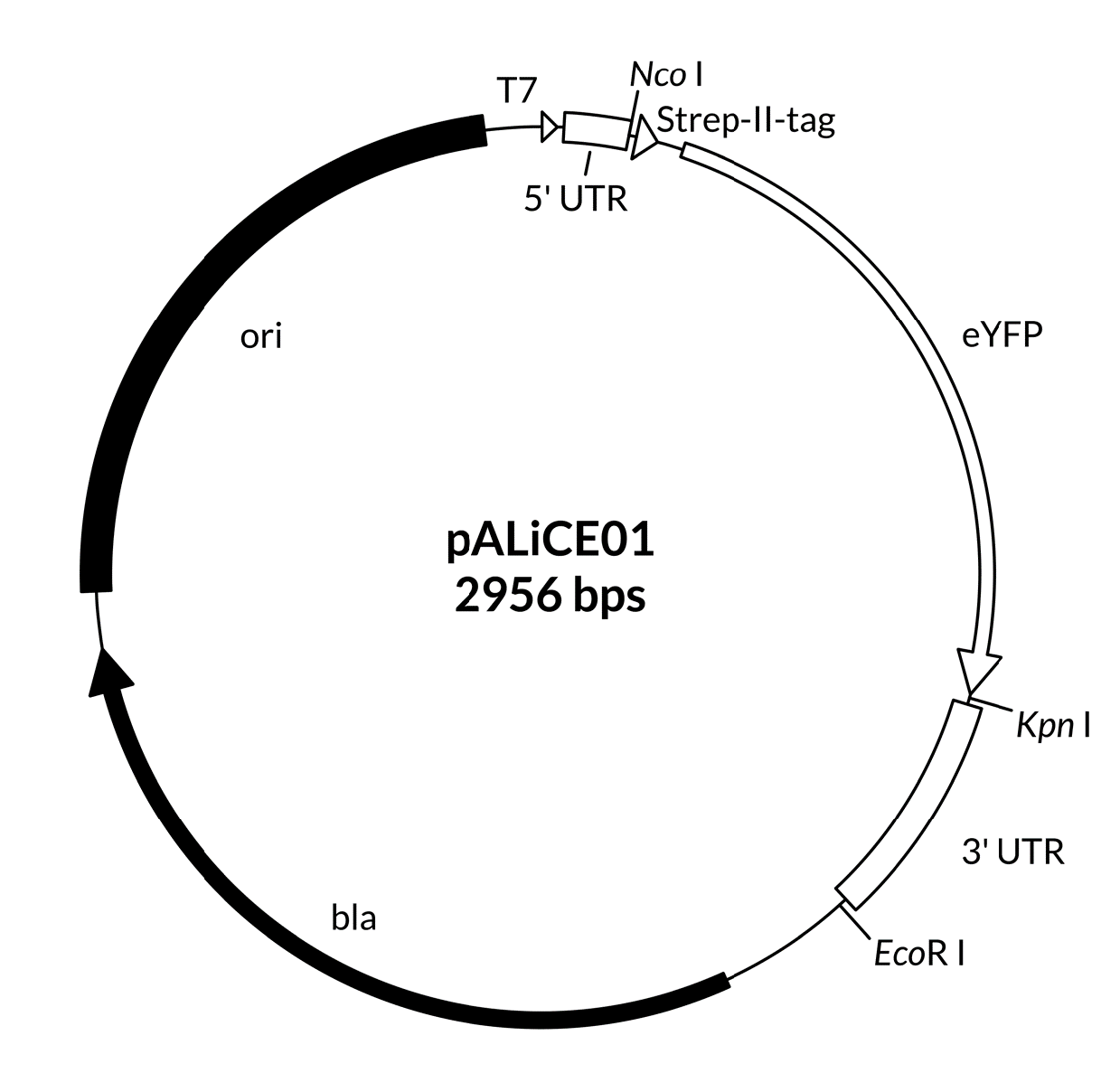 pALiCE01 - Sequence pALiCE01 - 序列