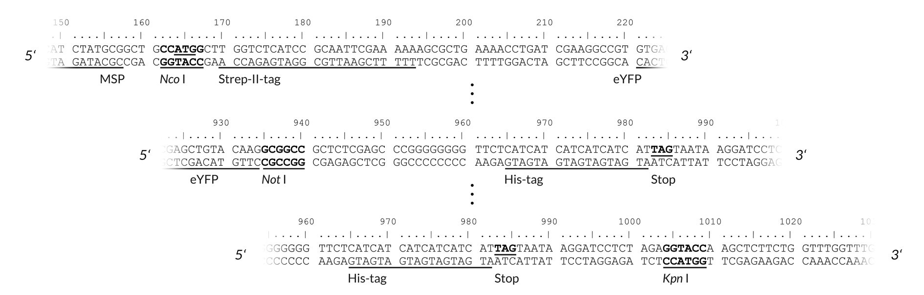 pALiCE02: View of the restriction sites of interest pALiCE02:目标限制位点视图