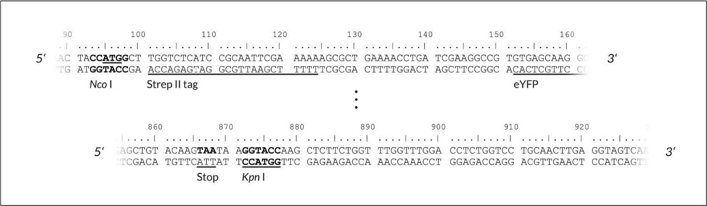 upstream cloning region 上:目的基因克隆区域上游-pALiCE01