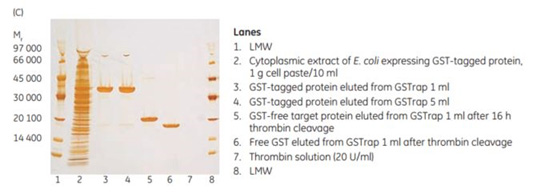 On-column thrombin cleavage of a GST-tagged protein On-column thrombin cleavage of a GST-tagged protein