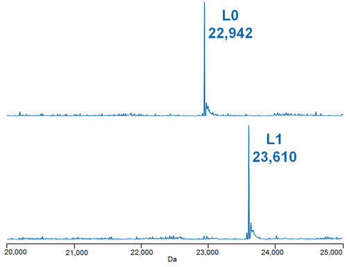 Deconvoluted mass spectra of the light chain species of the deglycosylated, reduced ADC Mimic Deconvoluted mass spectra of the light chain species of the deglycosylated, reduced ADC Mimic