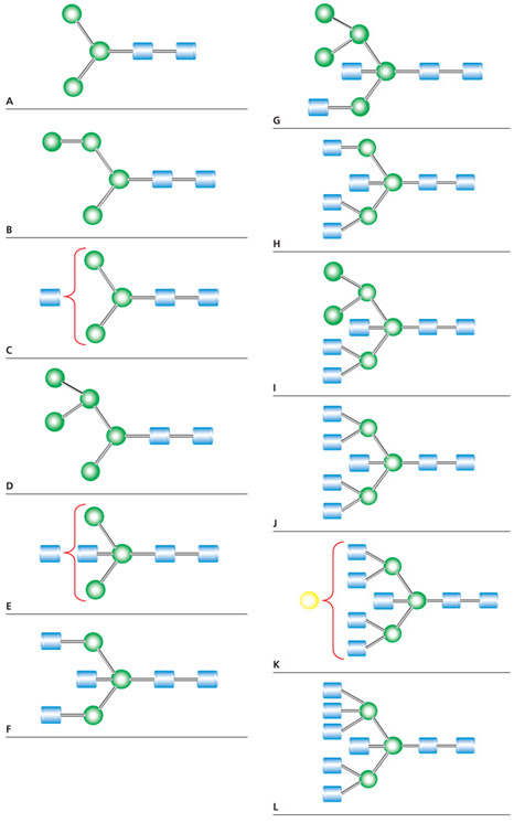 N-连接聚糖结构 N-连接聚糖结构