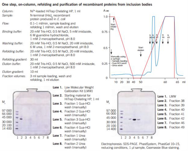 One step refolding and purification of a (His)6-tagged recombinant protein on HiTrap® Chelating HP, 1 mL, charged with Ni2+ One step refolding and purification of a (His)6-tagged recombinant protein on HiTrap® Chelating HP, 1 mL, charged with Ni2+