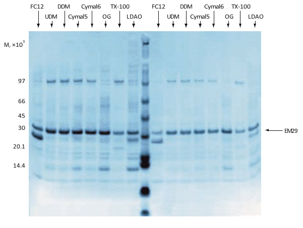 Analysis by SDS-PAGE and Coomassie Blue staining of a combined expression screening and preliminary solubilization screening Analysis by SDS-PAGE and Coomassie Blue staining of a combined expression screening and preliminary solubilization screening