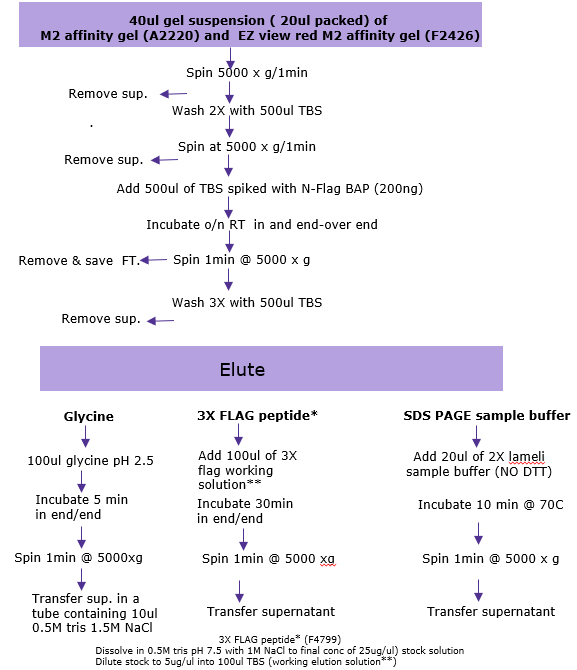 Immunoprecipitation-Summary Immunoprecipitation-Summary