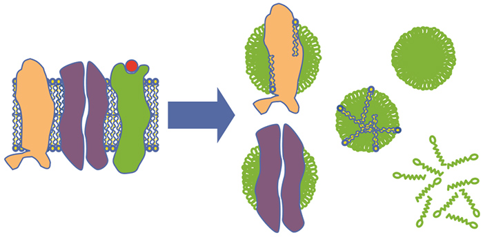 Schematic drawing of detergent solubilization of membrane proteins Schematic drawing of detergent solubilization of membrane proteins