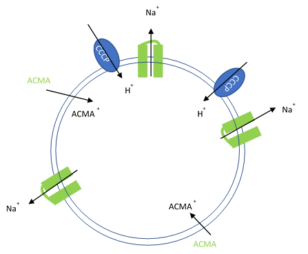 Ion Channel Flux Assays and Protocols Artificial liposomes containing proton ionophores (CCCP)