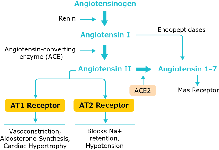 ACE signaling pathway and ACE-mediated physiological responses ACE signaling pathway and ACE-mediated physiological responses