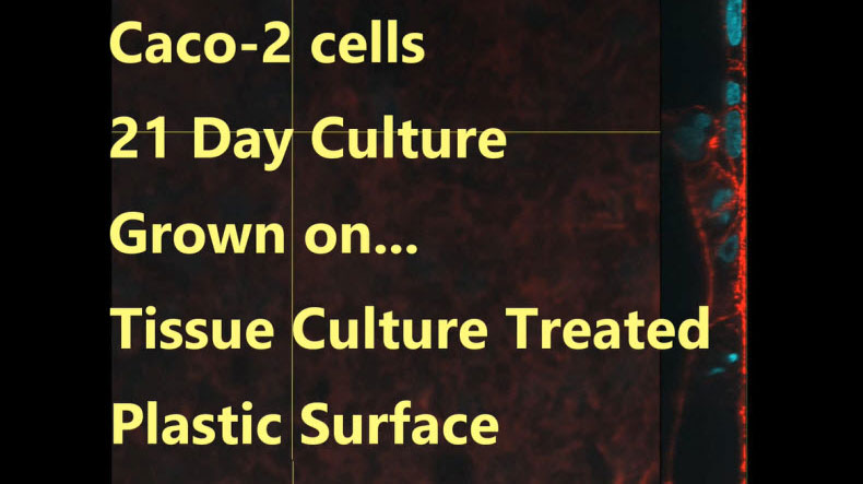 Caco 2 Cells 21 Day Culture Caco 2 Cells 21 Day Culture
