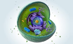 animal cell cut away