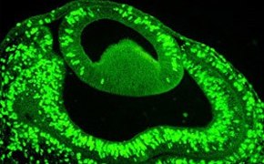 BRDU cells BRDU cells