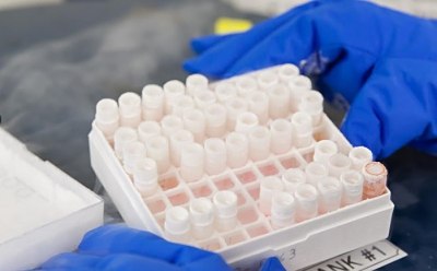 Cell Line Misidentification