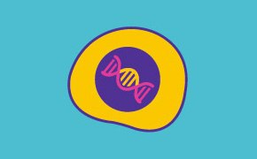 Cell lines and expression technologies