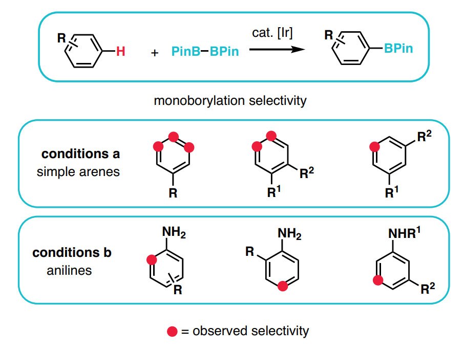Undirected Sp2: Borylation Selectivity in Ir-Catalyzed C–H Borylation.