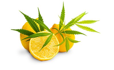 Terpenes testing in cannabis and hemp 通过GC-MS分析大麻中的萜烯,确定大麻品种的纯度、质量和成分,同时满足法律和监管要求。