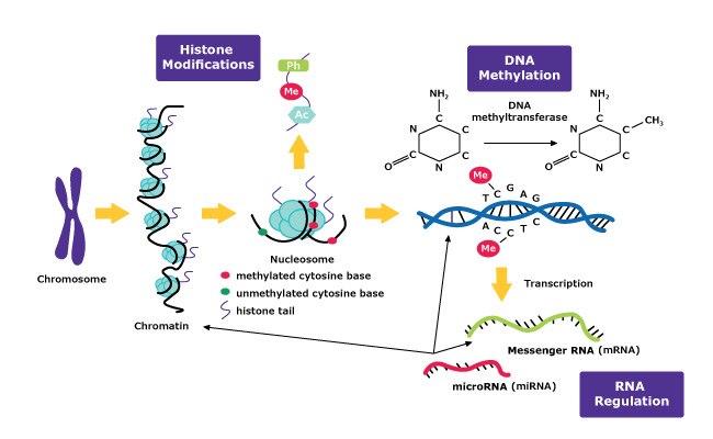 基于 DNA 甲基化、组蛋白修饰和 RNA 调控的表观遗传机制图。