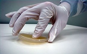 Surface sampling with a contact plate