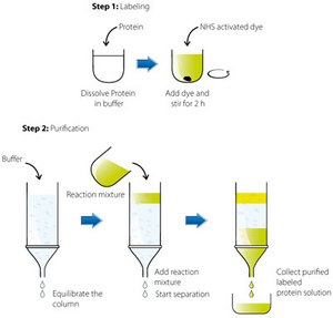 protein-labelling-with-atto-dyes