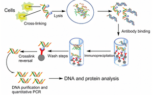 Chromatin immunoprecipitation (ChIP) assay workflow