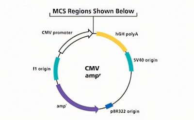 CMV Promoter Mammalian Expression Vector 质粒图,显示了 CMV 启动子、hGH polyA、SV40 起点和具有抗扩增性的 pBR322 起点。