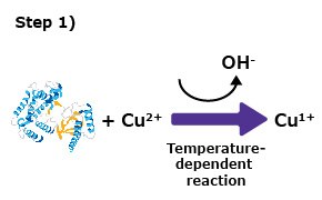Protein Quantitation Step 1 蛋白定量步骤1