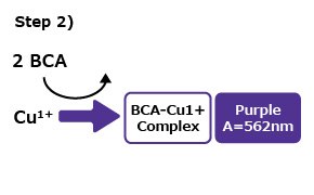 Protein Quantitation Step 2 蛋白定量步骤2