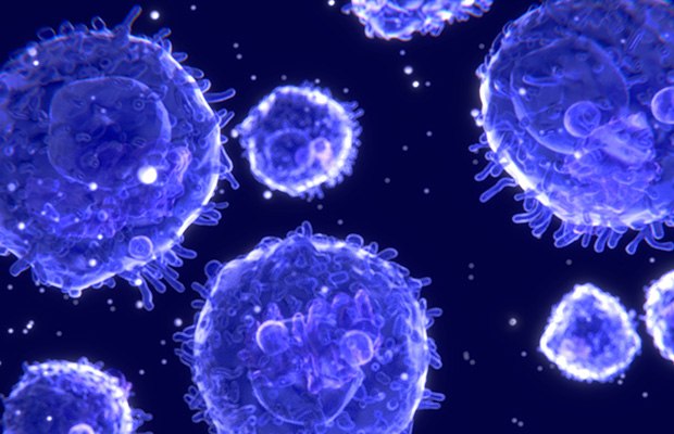 Lymphocytes in blood Lymphocytes in blood