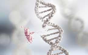 CRISPR / Cas9是一种靶向基因组编辑工具，最早在细菌中发现，它包含两种成分：向导RNA（gRNA）和Cas9核酸酶。