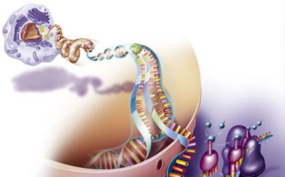 The image is a vibrant illustration of DNA replication. It shows a DNA molecule unwinding, with enzymes aiding in the separation of strands. The image is a vibrant illustration of DNA replication. It shows a DNA molecule unwinding, with enzymes aiding in the separation of strands.