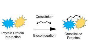 解释了生物偶联物形成的常规生物偶联示意图