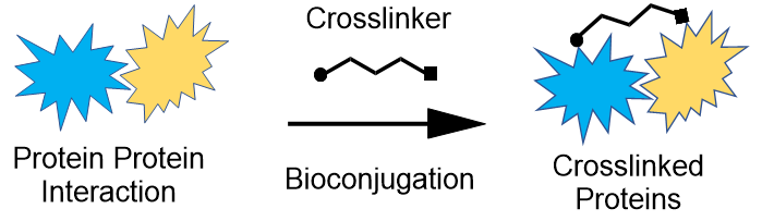 Bioconjugation scheme 解释了生物偶联物形成的常规生物偶联示意图