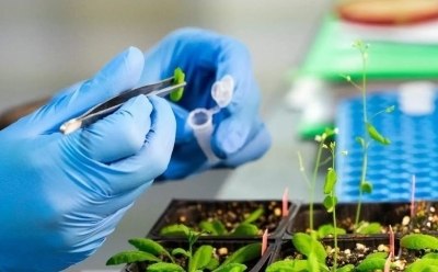 Natural Products for Research and Discovery, High-Quality Compounds from Sigma-Aldrich A researcher sampling natural products into a test tube for phytochemical analysis and drug discovery research. Natural products include plant extracts, secondary metabolites, and other compounds that have potential therapeutic benefits.