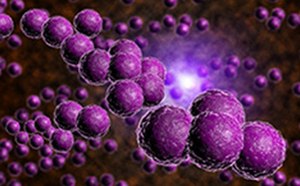 抗生素 细胞膜脂质双层