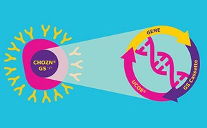 Graphic of recombinant platform featuring CHOZN® GS -/- CHO cell line and UCOE® expression technology