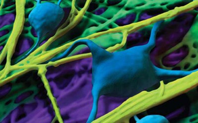 Microscopic image of attachment factors enhancing mammalian cells.