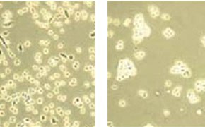 Cell Dissociation Reagents